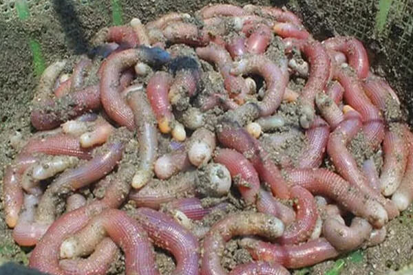 Sá Sùng Quan Lạn (Quảng Ninh)