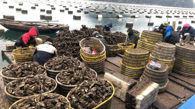 hàu sữa Quảng Ninh