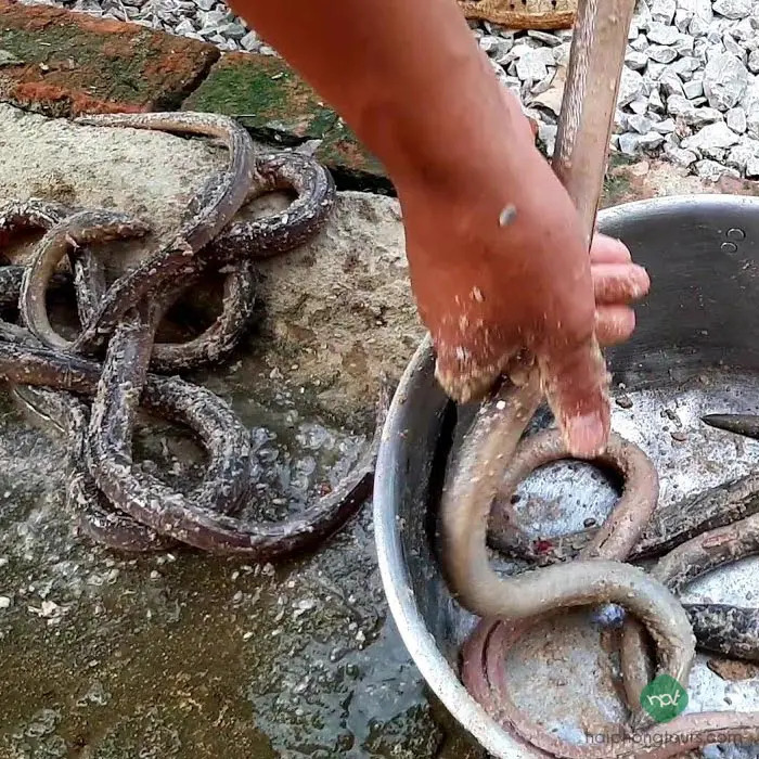 Cách Làm Gỏi Cá Nhệch Quảng Yên Cầu Kỳ Mà Tinh Tế