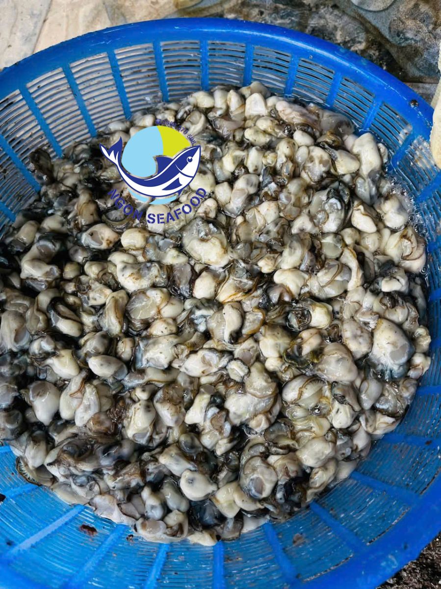 hà sú Quảng Ninh