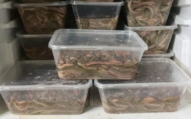 Cách bảo quản và rã đông rươi