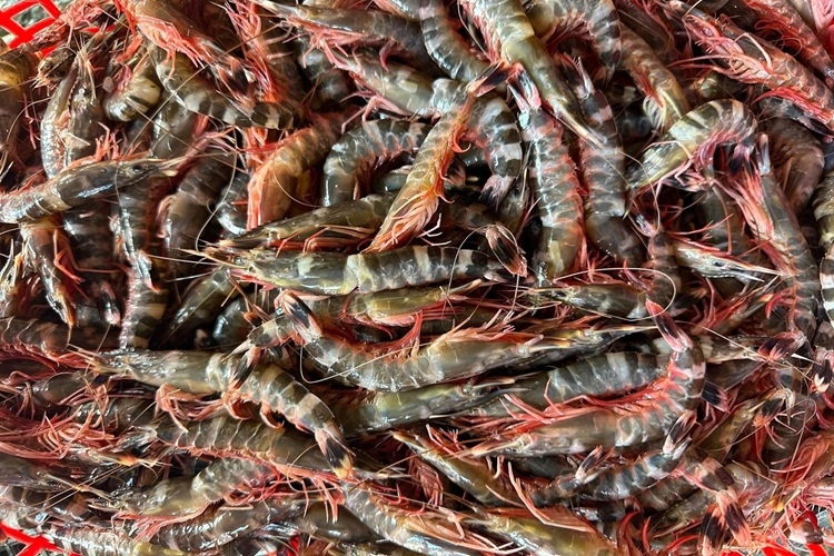 Tôm Sắt Biển: Đặc Điểm, Giá Bán và Bí Quyết Chọn Mua Ngon