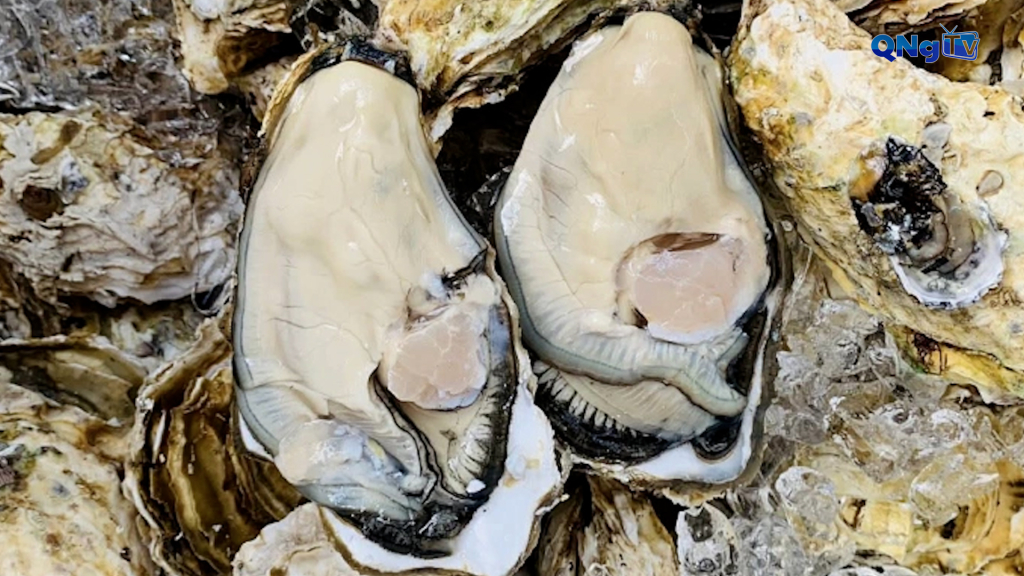 Hàu Vàng Trung Quốc