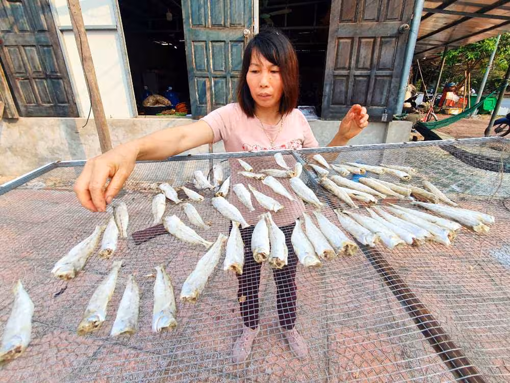 Cá đục Minh Châu: Đặc sản trứ danh từ vùng biển Vân Đồn