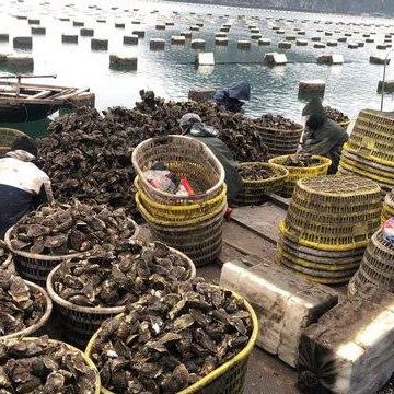 Hàu Sữa Quảng Ninh: 