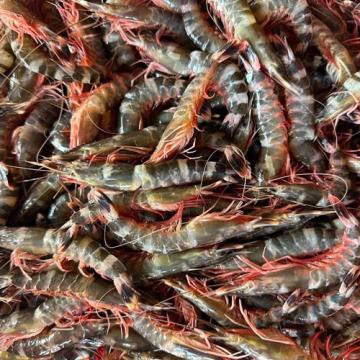 Tôm Sắt Biển: Đặc Điểm, Giá Bán và Bí Quyết Chọn Mua Ngon Tôm Sắt Biển: Đặc Điểm, Giá Bán và Bí Quyết Chọn Mua Ngon