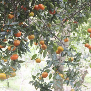 Nâng tầm thương hiệu cam Vạn Yên: Hành trình từ cây xóa nghèo đến đặc sản OCOP tiêu biểu Nâng tầm thương hiệu cam Vạn Yên: Hành trình từ cây xóa nghèo đến đặc sản OCOP tiêu biểu