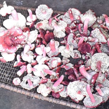 Nấm Chẹo Tiên Yên: 'Lộc Rừng' Quý Hiếm Và Hành Trình Gìn Giữ Hệ Sinh Thái Vùng Cao Nấm Chẹo Tiên Yên: 'Lộc Rừng' Quý Hiếm Và Hành Trình Gìn Giữ Hệ Sinh Thái Vùng Cao
