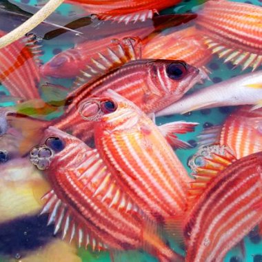 Khám phá cá bã trầu đặc sản vùng biển Quảng Ninh Khám phá cá bã trầu đặc sản vùng biển Quảng Ninh