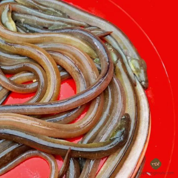 Cá Nhệch: Khám Phá Đặc Sản Biển Với Hương Vị Khó Quên Cá Nhệch: Khám Phá Đặc Sản Biển Với Hương Vị Khó Quên