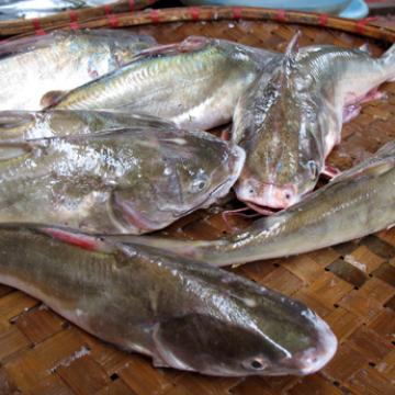 Cá Ba Gai Hạ Long: Đặc Sản Nức Tiếng Và 3 Cách Chế Biến Ngon  Cá Ba Gai Hạ Long: Đặc Sản Nức Tiếng Và 3 Cách Chế Biến Ngon