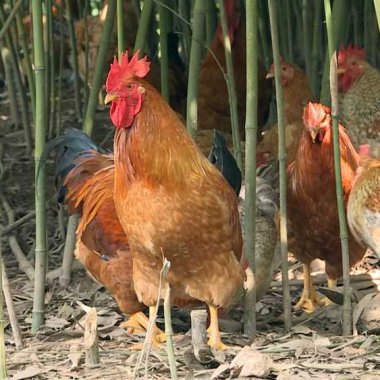 Gà đồi Tiên Yên: Đặc sản trứ danh và hành trình khẳng định thương hiệu Gà đồi Tiên Yên: Đặc sản trứ danh và hành trình khẳng định thương hiệu