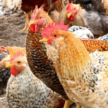Khám phá hương vị đặc sản gà bản Đầm Hà Quảng Ninh Khám phá hương vị đặc sản gà bản Đầm Hà Quảng Ninh