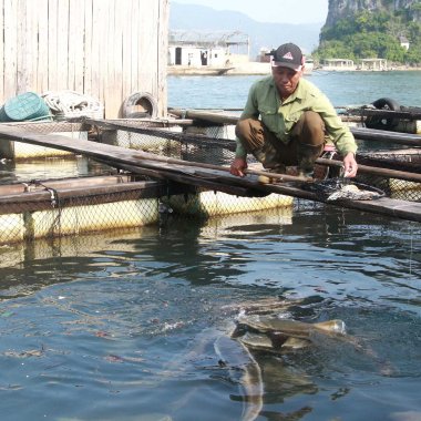 Khám phá cá giò Vân Đồn: Đặc sản biển đảo Quảng Ninh Khám phá cá giò Vân Đồn: Đặc sản biển đảo Quảng Ninh