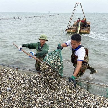 Ngao trắng Hải Hà: Tinh hoa từ bãi triều và giá trị kinh tế bền vững Ngao trắng Hải Hà: Tinh hoa từ bãi triều và giá trị kinh tế bền vững