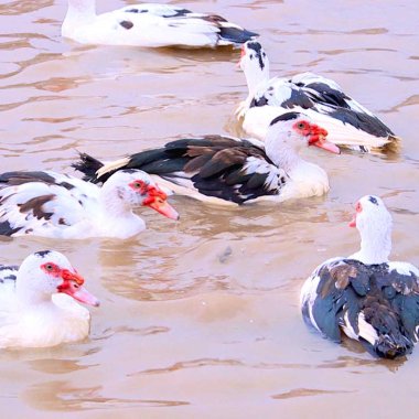 Ngan sao Đầm Hà: Đặc sản trứ danh và hành trình khẳng định thương hiệu OCOP Ngan sao Đầm Hà: Đặc sản trứ danh và hành trình khẳng định thương hiệu OCOP