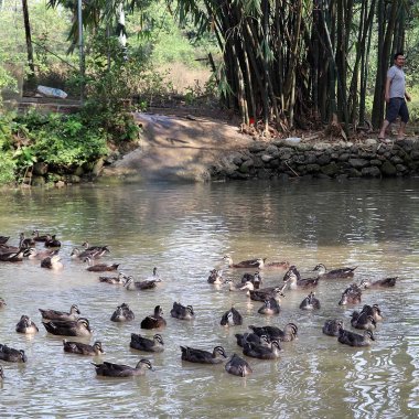Vịt trời Duy Khương: Đặc sản OCOP trứ danh và mô hình chăn nuôi bán hoang dã tại Hải Hà Vịt trời Duy Khương: Đặc sản OCOP trứ danh và mô hình chăn nuôi bán hoang dã tại Hải Hà