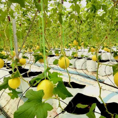 Dưa lưới Quảng Tân: Tuyệt phẩm nông nghiệp công nghệ cao đạt chuẩn OCOP 4 sao Dưa lưới Quảng Tân: Tuyệt phẩm nông nghiệp công nghệ cao đạt chuẩn OCOP 4 sao