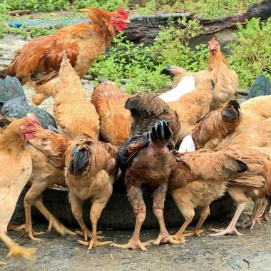 Gà ri vàng rơm Uông Bí: Đặc sản thuần chủng trứ danh Gà ri vàng rơm Uông Bí: Đặc sản thuần chủng trứ danh