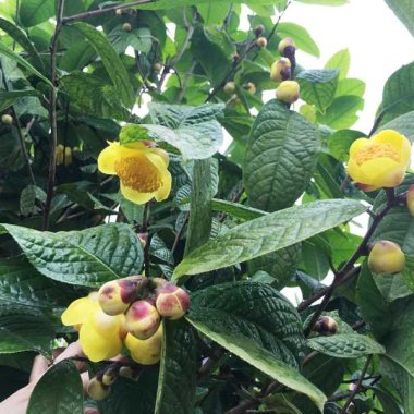 Trà hoa vàng Ba Chẽ: Dược liệu quý và tiềm năng phát triển bền vững Trà hoa vàng Ba Chẽ: Dược liệu quý và tiềm năng phát triển bền vững